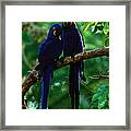 Hyacinth Macaws Anodorhynchus #2 Framed Print