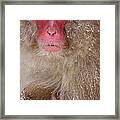 Japanese Macaques, Japanese Alps #2 Framed Print