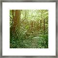 Jungle Fern Trees #2 Framed Print