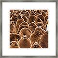 King Penguins In A Breeding Colony #2 Framed Print