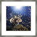 Lionfish #2 Framed Print