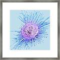 Lung Cell Infected With H1n1 Flu Virus #2 Framed Print