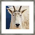 Mountain Goat  #1 Framed Print