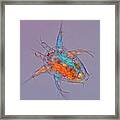 Nauplius Copepod Larval Stage #2 Framed Print