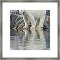 Polar Bear, Svalbard, Norway #2 Framed Print