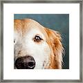 Portrait Of A Golden Retriever Dog #2 Framed Print