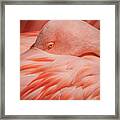 Portrait Of A Pink Flamingo #2 Framed Print
