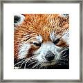 Red Panda #2 Framed Print