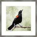 Vintage Blackbird Framed Print