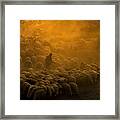 Shepherd #2 Framed Print