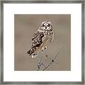 Short-eared Owl #2 Framed Print