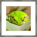 Treefrog #2 Framed Print