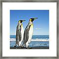 Two King Penguins Aptenodytes #2 Framed Print