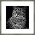 Yuki Cat Bw Portrait #2 Framed Print