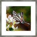 Zebra Swallowtail Framed Print