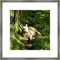 20/06/14  Keswick. Lamb In The Woods. Framed Print