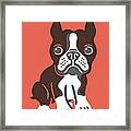 Boston Terrier #20 Framed Print