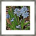 2019 Early April Striped Squill Framed Print