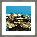 Coral Reef #22 Framed Print