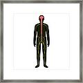 Human Nervous System #22 Framed Print