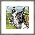 Boston Terrier #24 Framed Print