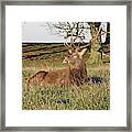28/11/18  Tatton Park. Stag In The Park. Framed Print
