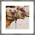 Camels #3 Framed Print