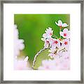 Cherry Blossom #3 Framed Print