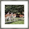 Group Of Deer, Aarhus, Denmark #3 Framed Print