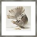 Indian Fantail Pigeon #3 Framed Print