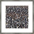 King Penguins, Aptenodytes Patagonicus #3 Framed Print