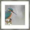 Kingfisher #3 Framed Print