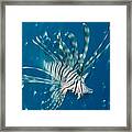 Lion Fish #3 Framed Print