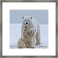 Polar Bear #3 Framed Print