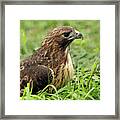 Red Tailed Hawk Framed Print