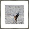 Rocky Mountain Deer #3 Framed Print