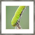 Sawfly Larva #3 Framed Print