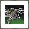 Barred Owl #4 Framed Print