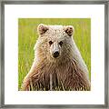 Brown Bear, Lake Clark National Park #4 Framed Print