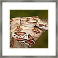 Colombian Red Tail Boa Constrictor #4 Framed Print
