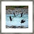 4 Crows At The River Framed Print