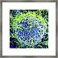 Ebola Virus Particles #4 Framed Print