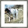 English Setter Puppy, 14 Weeks #4 Framed Print