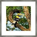 Great Indian Hornbill Male In Forest Habitat, Tamil Nadu #4 Framed Print