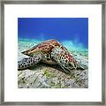 Green Turtle #4 Framed Print