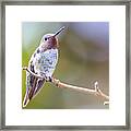 Male Anna's Hummingbird #4 Framed Print