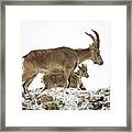 Male Hispanic Ibex (capra Pyrenaica) Torcal De Antequera, Spain. #4 Framed Print