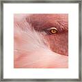 Portrait Of A Pink Flamingo #4 Framed Print