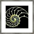 Sectioned Shell Of A Nautilus #4 Framed Print