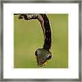 Sphinx Hawk Moth Caterpillar, Snake Mimic Species #4 Framed Print